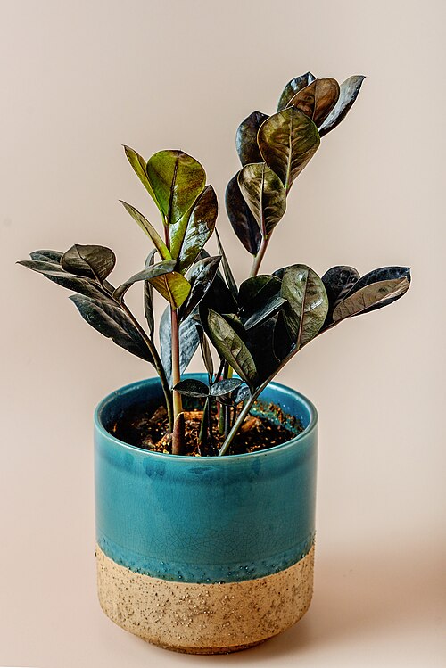 zamioculcas